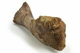 Fossil Hadrosaur (Edmontosaurus) Partial Tibia - Wyoming #316907-4